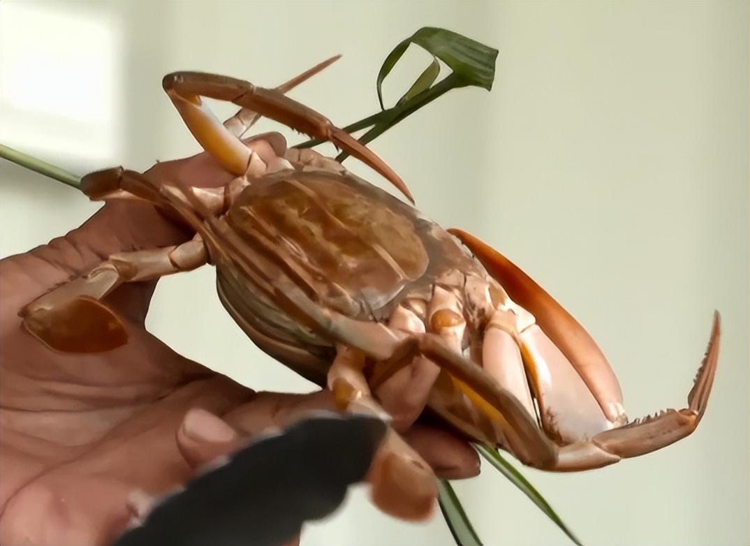 广东小伙子养黄油蟹,中国养殖黄油蟹