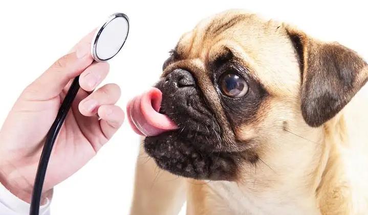 狗狗咳嗽很严重一直咳不停怎么办,养宠经验猫咪感冒打喷嚏怎么办