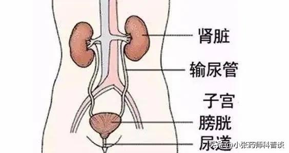 尿路感染呋喃妥因能根治吗,治尿路感染呋喃妥因