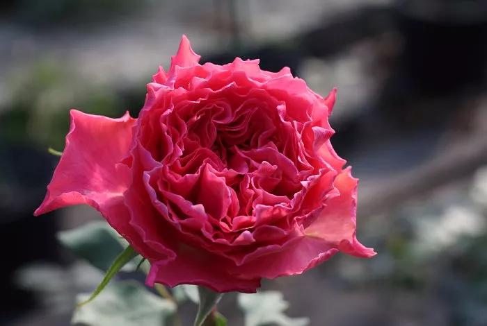 常见切花月季一览（40）（接上期）