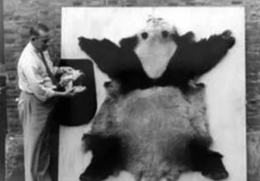 多少人关注丫丫,现在有多少人在关注丫丫