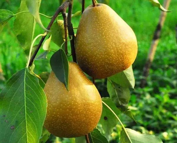 到四川广元有什么特产买,返程带回来的老家特产