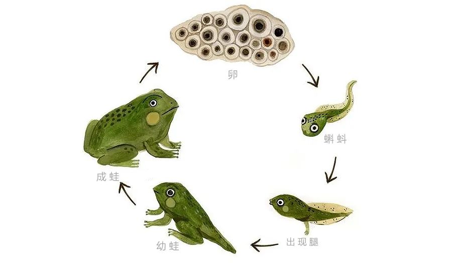 小青蛙呱呱呱,小青蛙