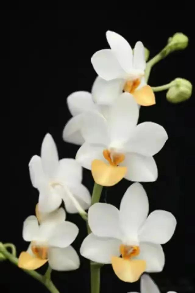 十种最有名的兰花图片,最美的100种兰花图片