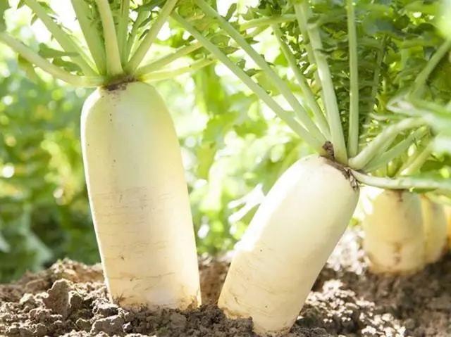 萝卜糠心的原因及解决方法,糠心的萝卜还能吃吗