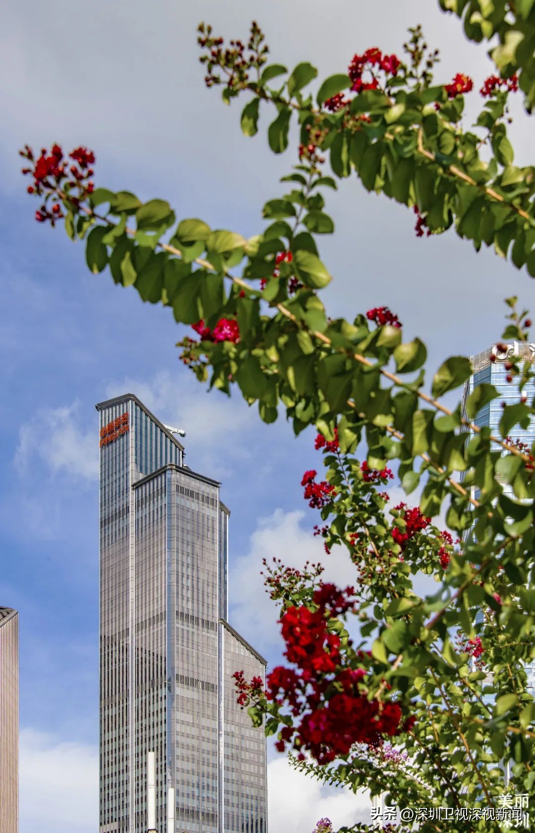 寻找深圳“夏紫薇”，邂逅全城盛开的浪漫