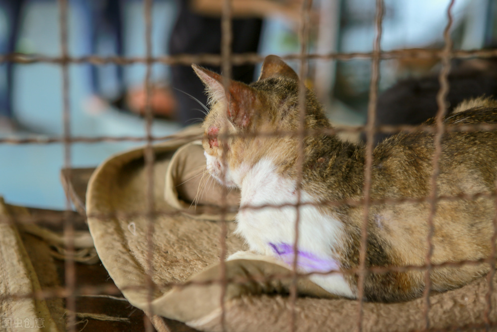 猫咪舔了猫癣药怎么办,猫癣会影响猫咪食欲吗