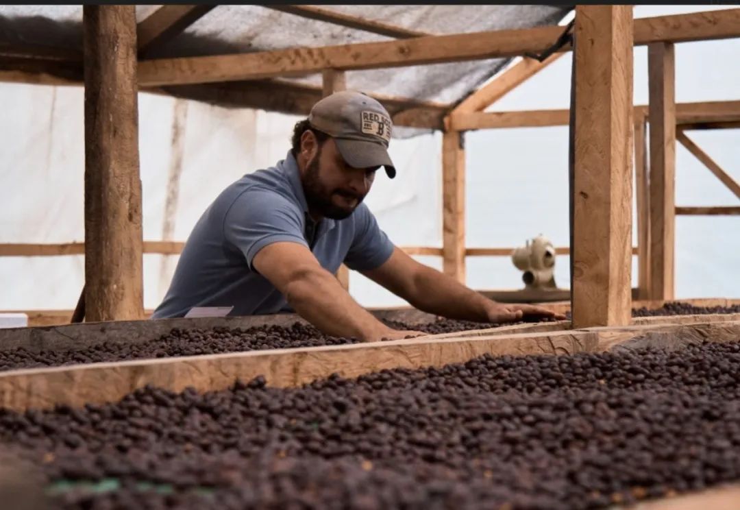 咖啡萃取率的分析,咖啡萃取率例题