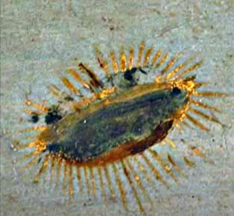 nasa将启动ufo研究,nasa组建团队研究ufo