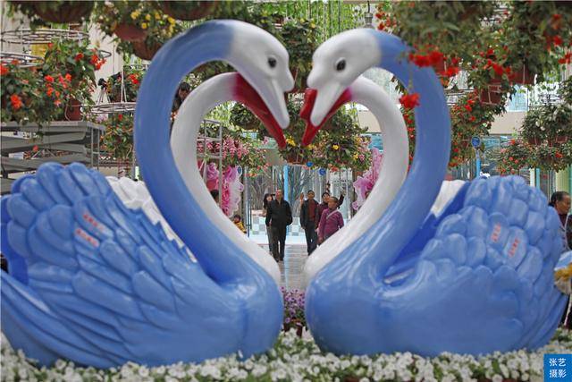 广州百万葵园葵花的花期,广州百万葵园五月份有什么花看