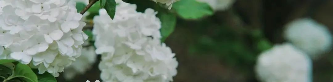 提前盛开！成都市区这个被偏爱的宝藏地又上新，即将刷爆全网