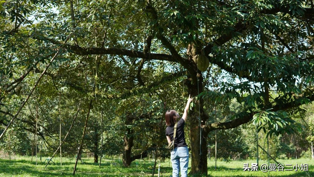 榴莲园带你看越南最美的榴莲,去泰国榴莲园里摘榴莲