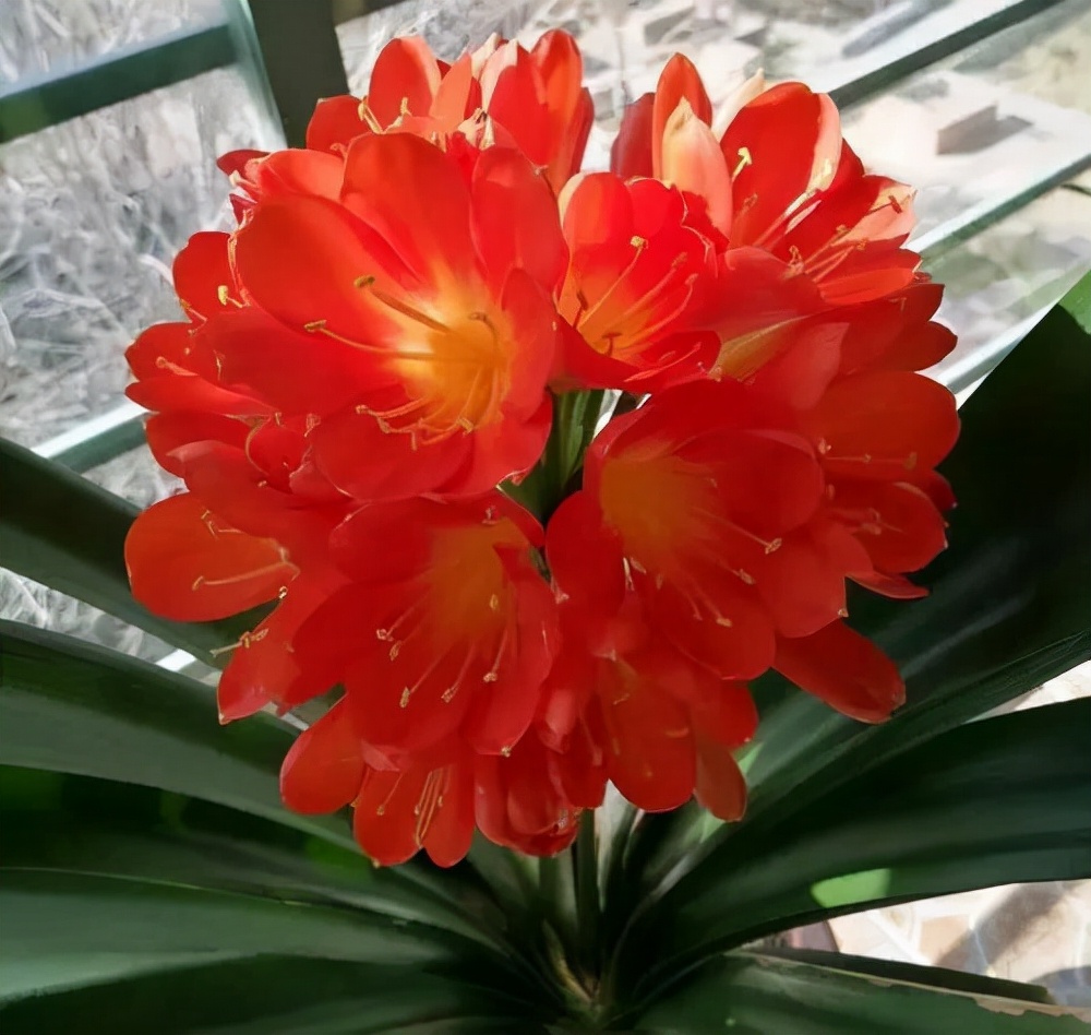 君子兰怎么养才能长得快又茂盛,君子兰怎样才能养出精品