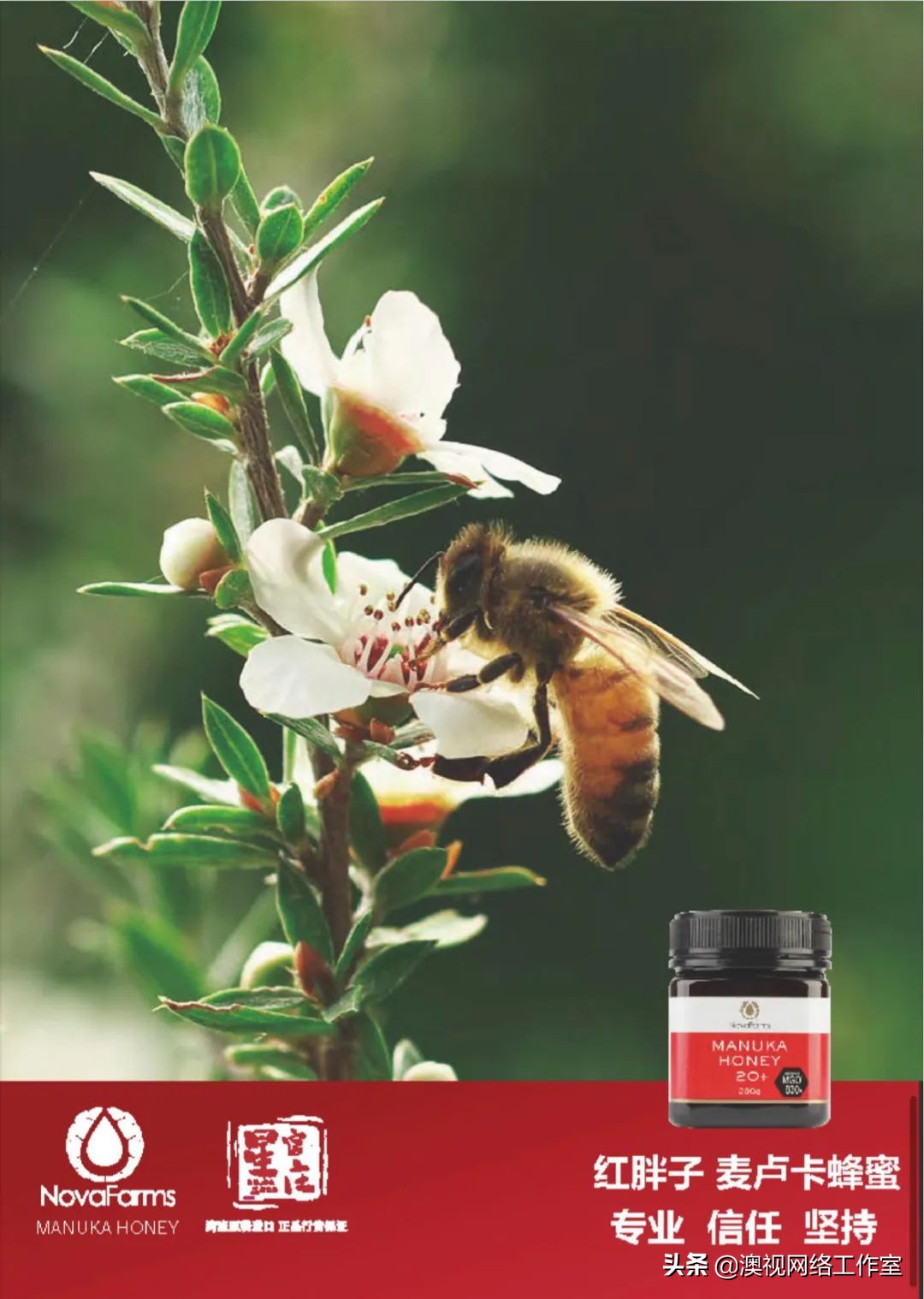 麦卢卡蜂蜜澳大利亚新西兰,麦卢卡蜂蜜国外