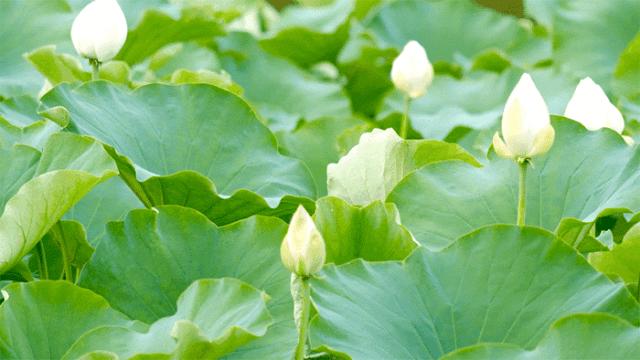 顺义公园荷花盛开,顺义这片30余亩荷花海惊艳盛放