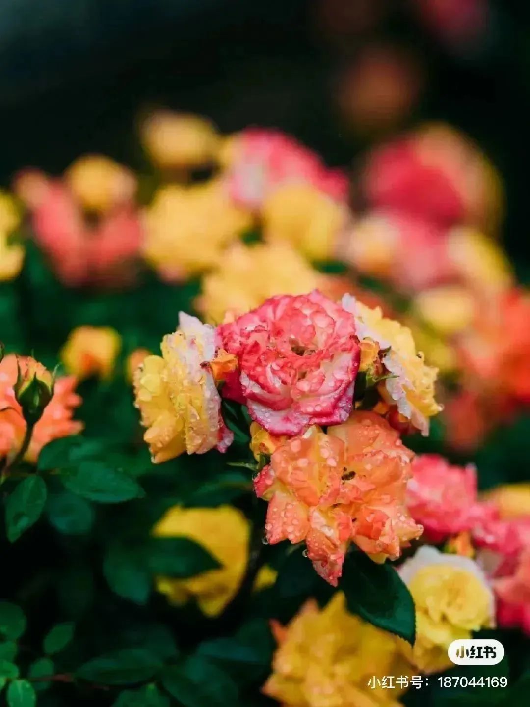 月季花开娇艳无比,月季花开得正烂漫