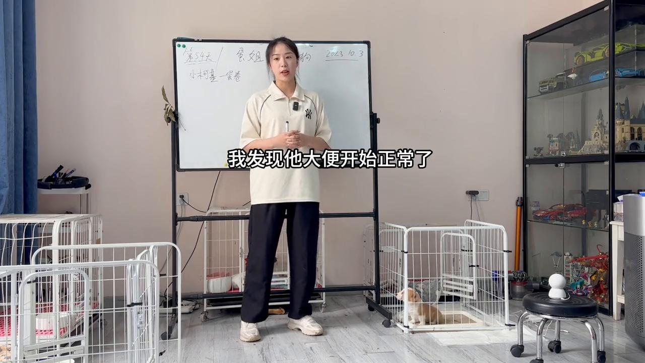 蛋姐教人训犬打狗,蛋姐养的狗