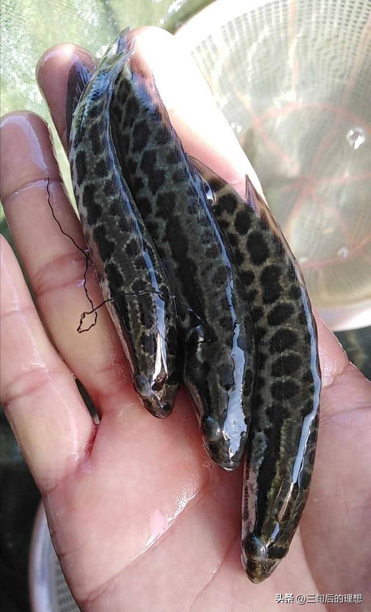 人工饲料和野生杂鱼,人工混合鱼饲料配方