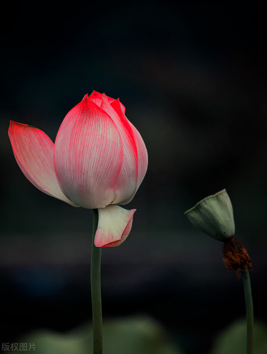 荷花图片禅意荷花,清新唯美的荷花图片