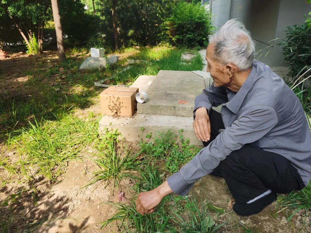 怎么收服蜜蜂,收服洞里的蜜蜂最快的方法