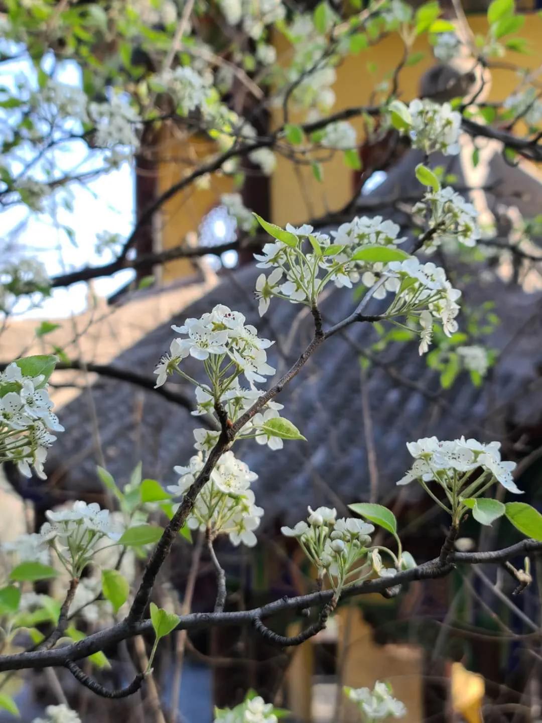 天地之中少林寺,中岳嵩山两个山哪个更好