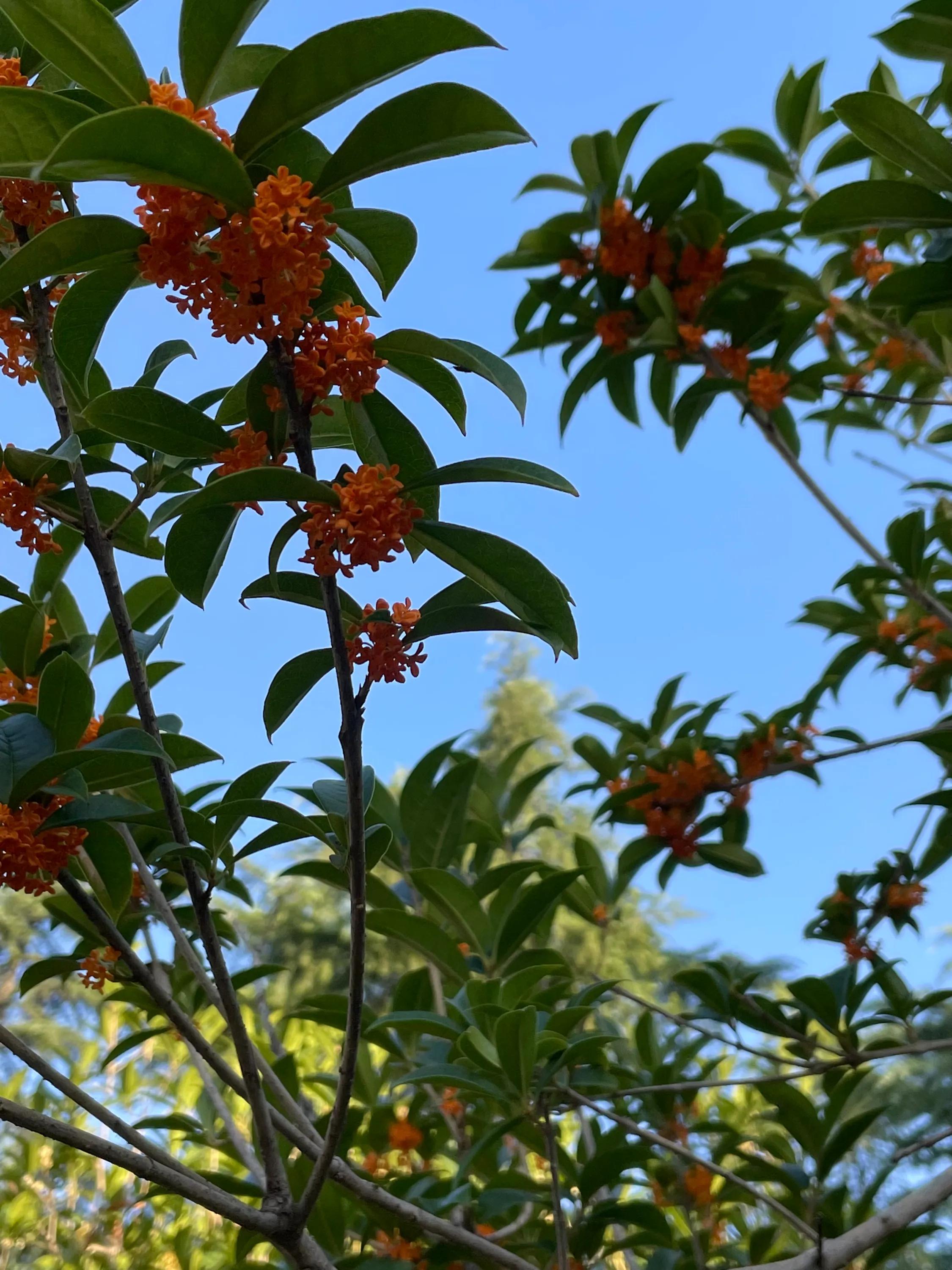 丹桂飘香万缕柔,丹桂飘香婚纱摄影价格