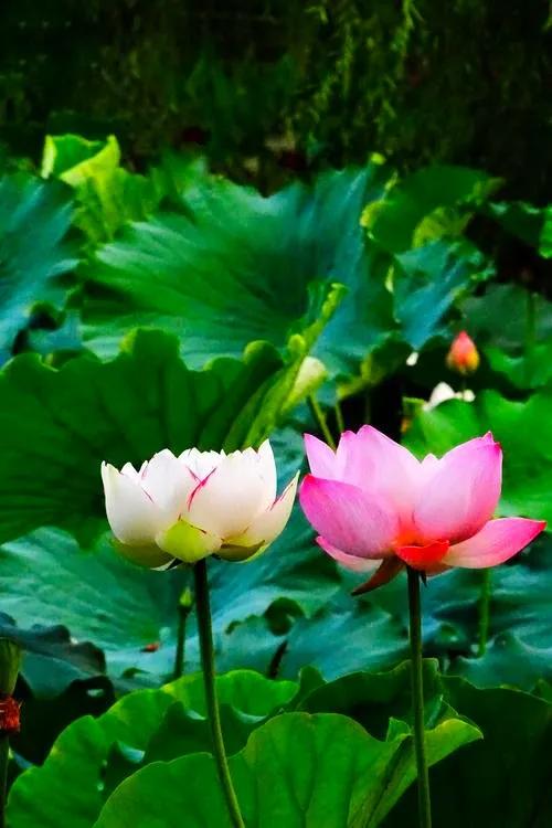 百年好合啥意思,百年好荷酒