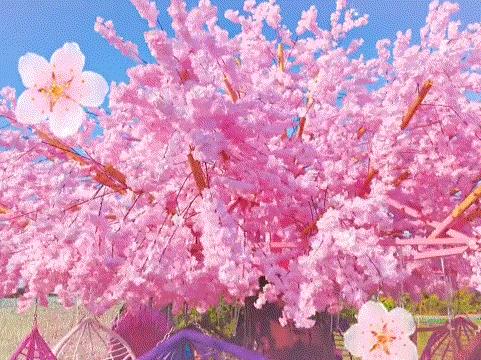 香草伊甸园景区最佳花开期,转发此文