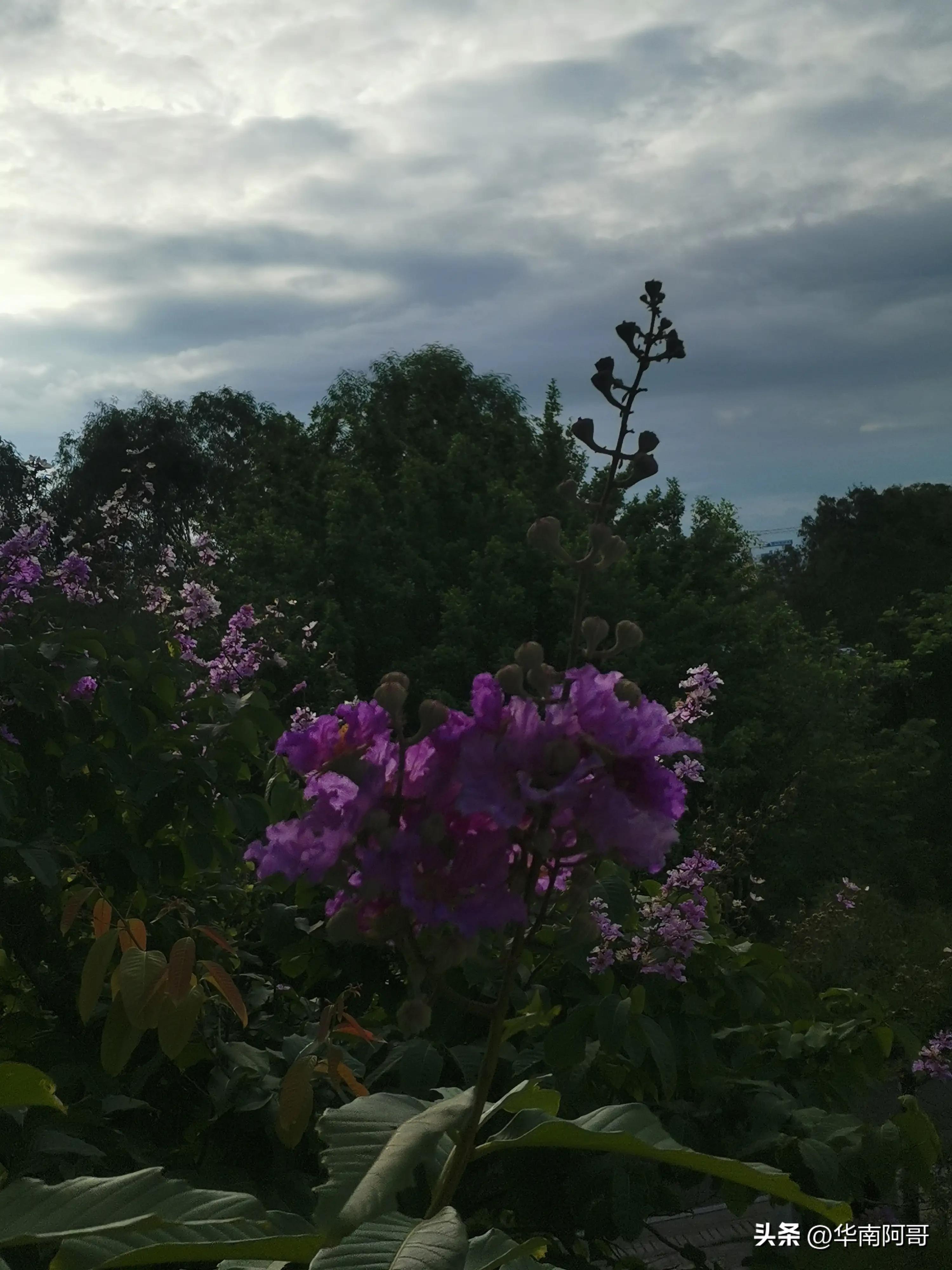 农村大山里爱情电视连续剧,大山里的爱情全集