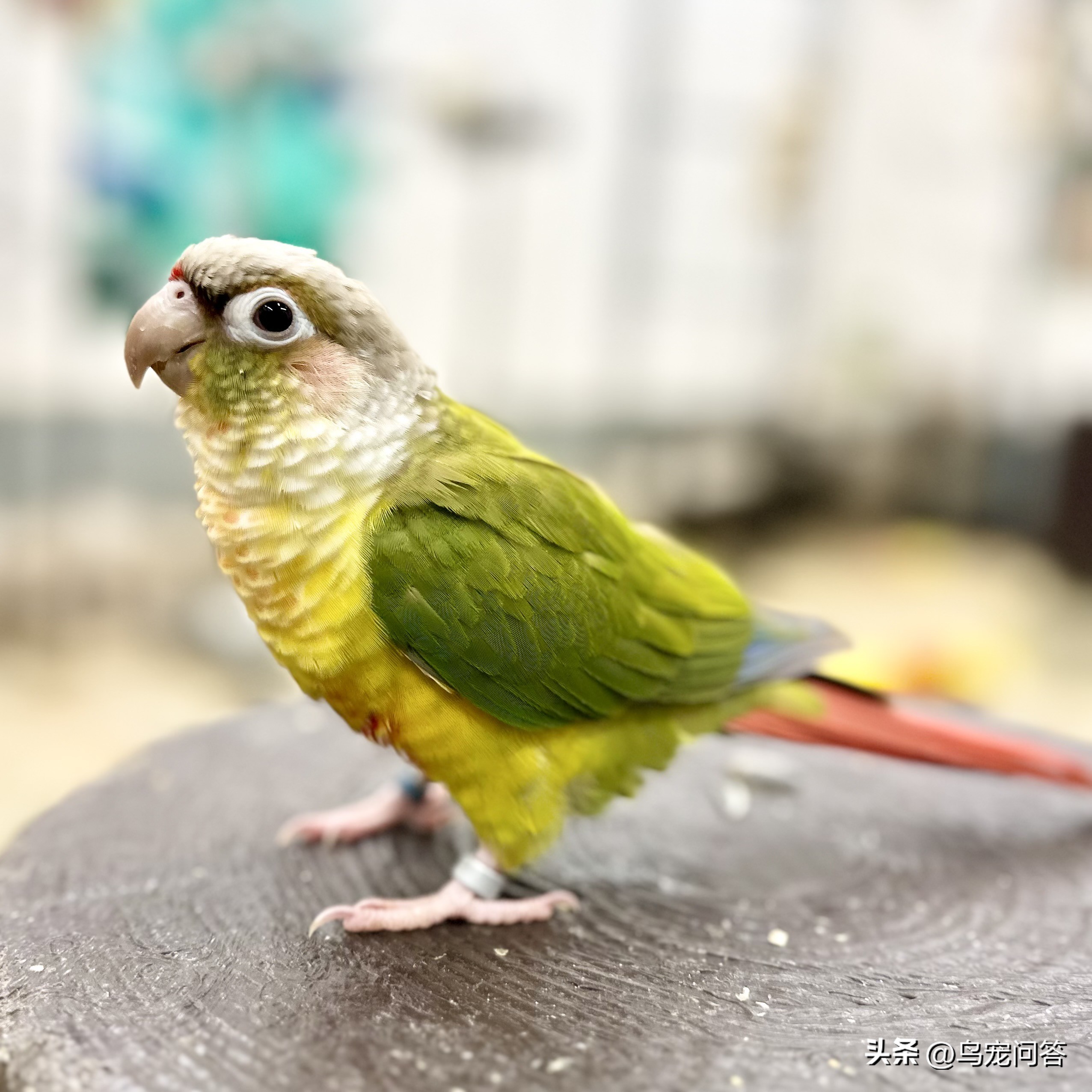 怎么才能让鹦鹉摇头呢视频,小太阳鹦鹉喜欢挠头怎么回事