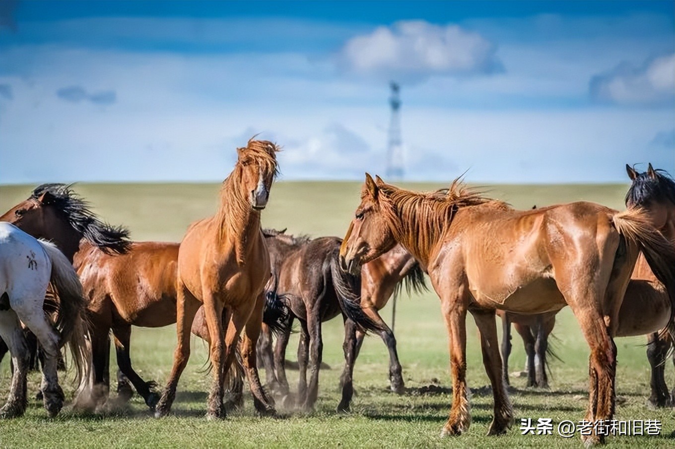 呼和浩特呼伦贝尔大草原旅游攻略,呼伦贝尔大草原的旅游攻略