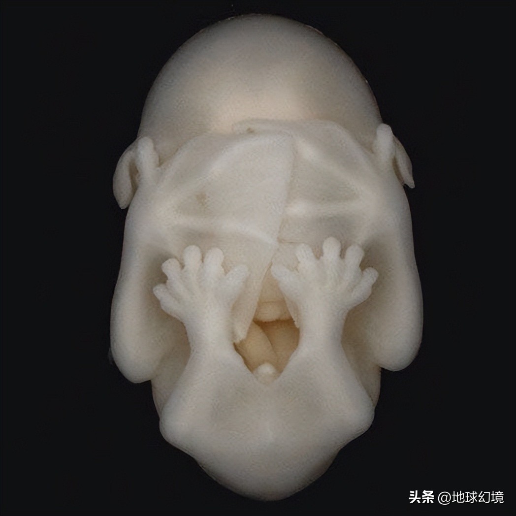 十大深海神秘巨型生物图片,天空拍到的像水母生物图