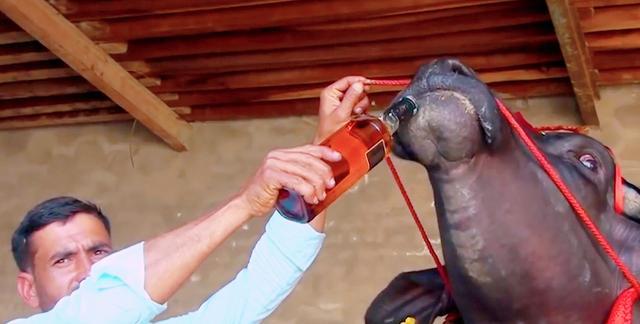 全球十大罕见黑色神兽,最昂贵的十大黑动物