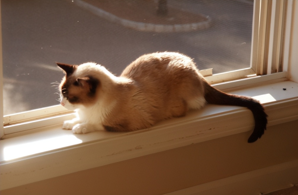 猫主子心思太难猜,猫咪的尾巴到底有多敏感