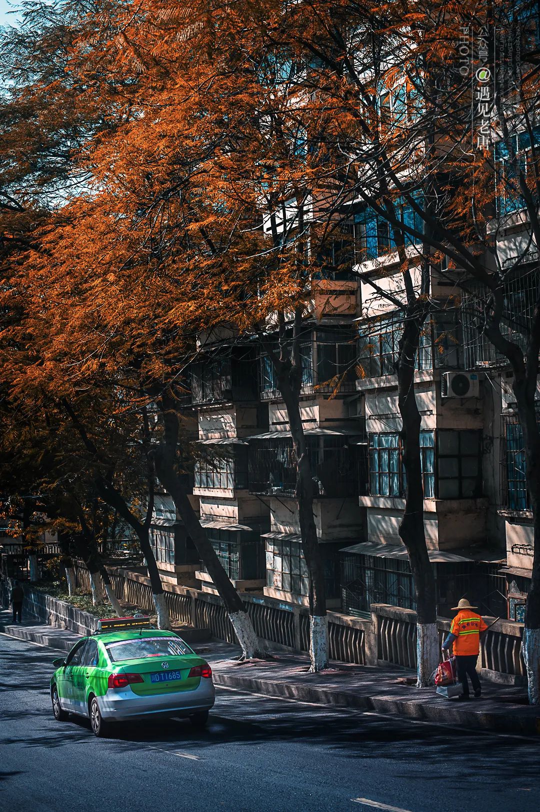 攀枝花是一种什么花,什么是攀枝花铁树