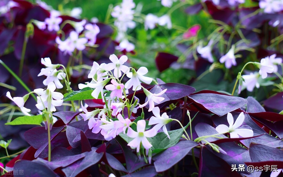 紫叶酢浆草的四季养护方法,紫色三叶草有白粉病怎样养护