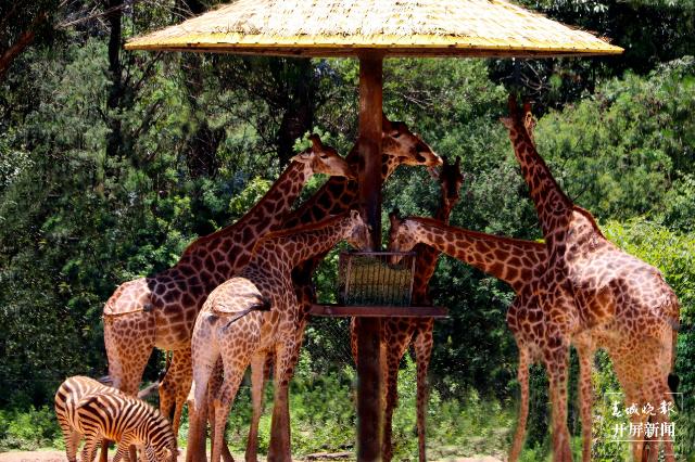云南六一儿童节旅游攻略,云南适合小朋友旅游的地方