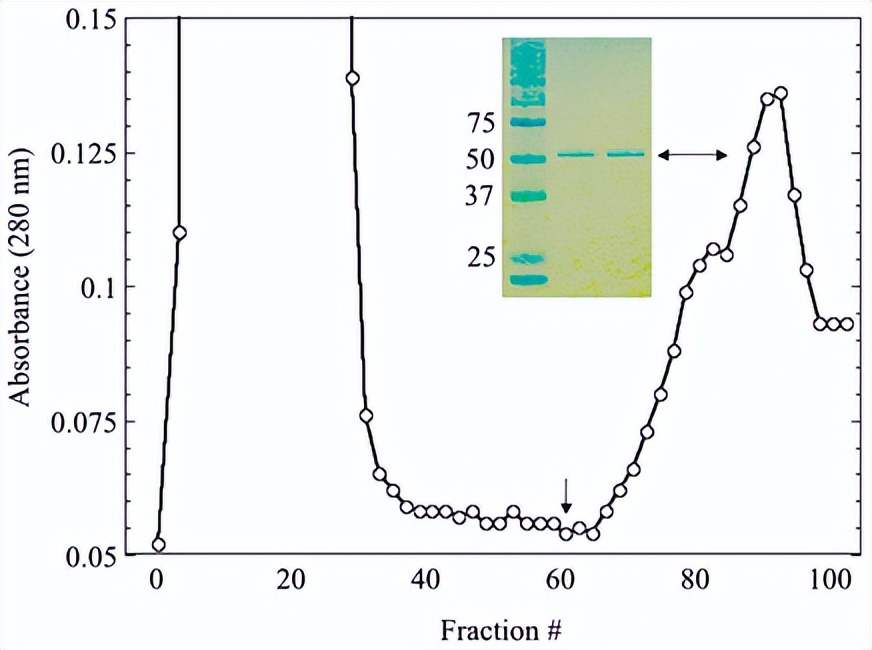 木聚糖醇和木聚糖酶有啥区别,木聚糖酶喂牛的功能及应用