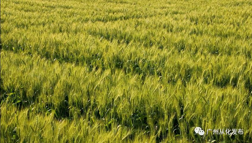 两人从化两天一夜游玩攻略,去从化玩的攻略