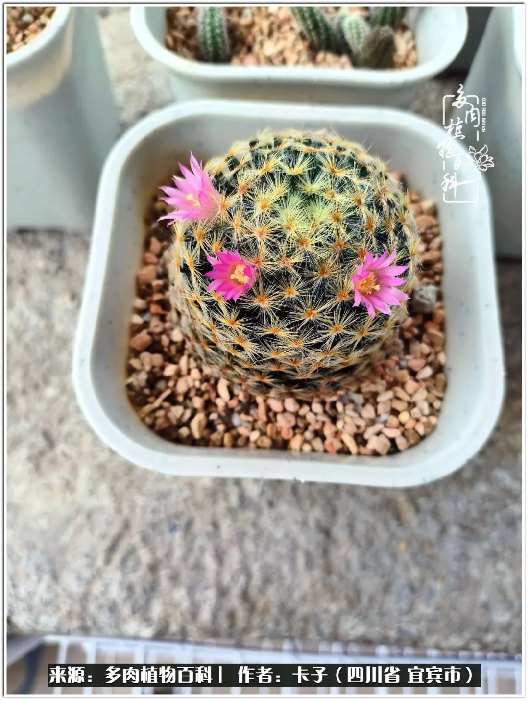 送我一轮明月文案,送我一轮明月