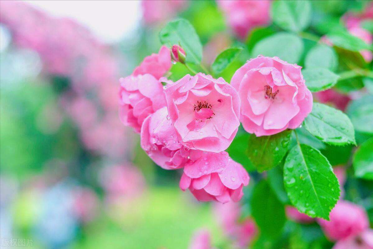 故事｜抓包男友劈腿现场，她误打误撞进了男友上司的怀抱（1）