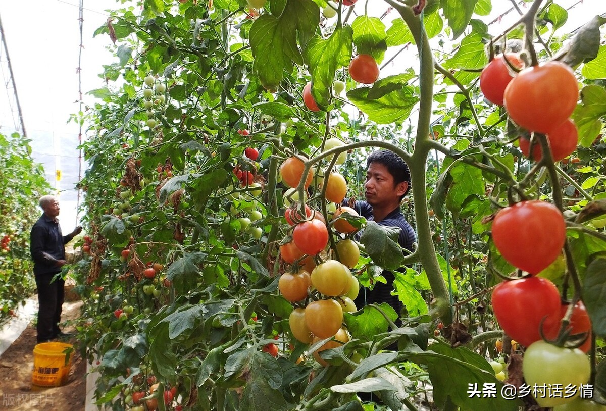 西红柿没彻底红就开裂了怎么处理,西红柿掉果用什么药
