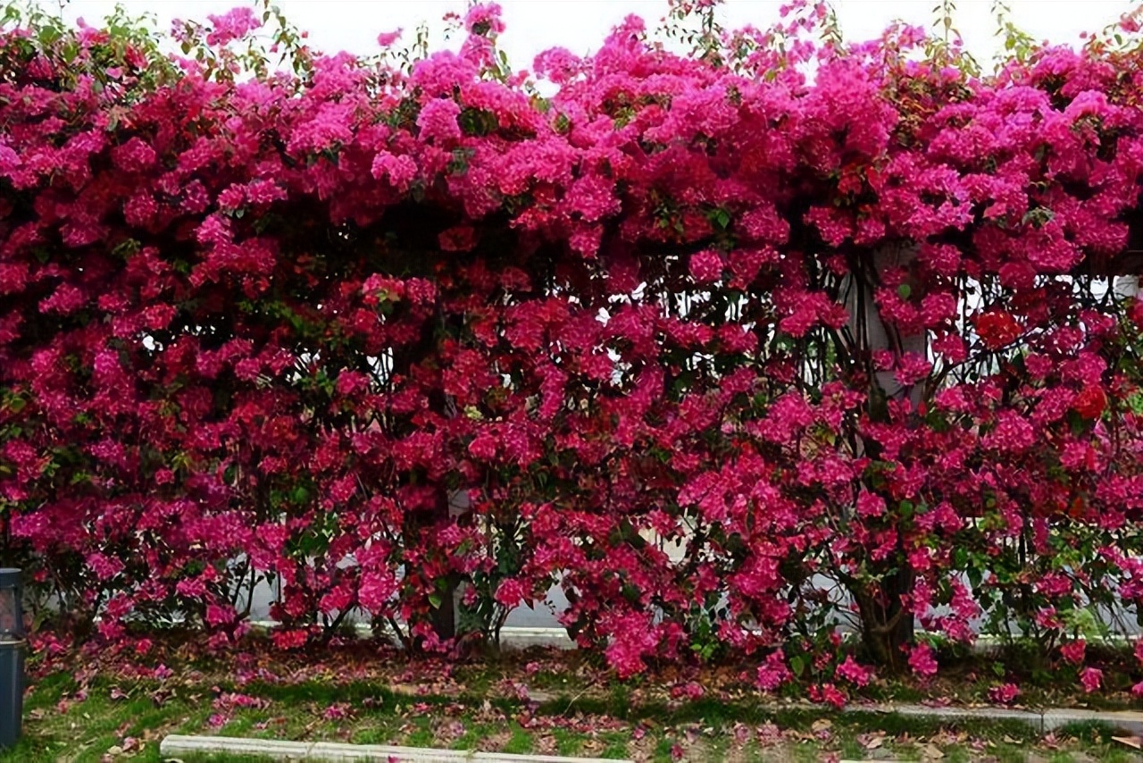 最耐阴的爬藤花四季常青,什么花爬藤比较好