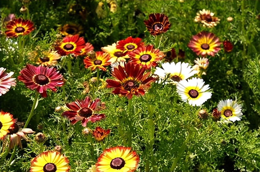 常觅春归不知处花田此地得逢君：栖云田园小镇·花间集