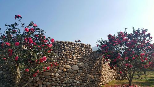 一月山茶花哪个地区最美,赏花山茶花