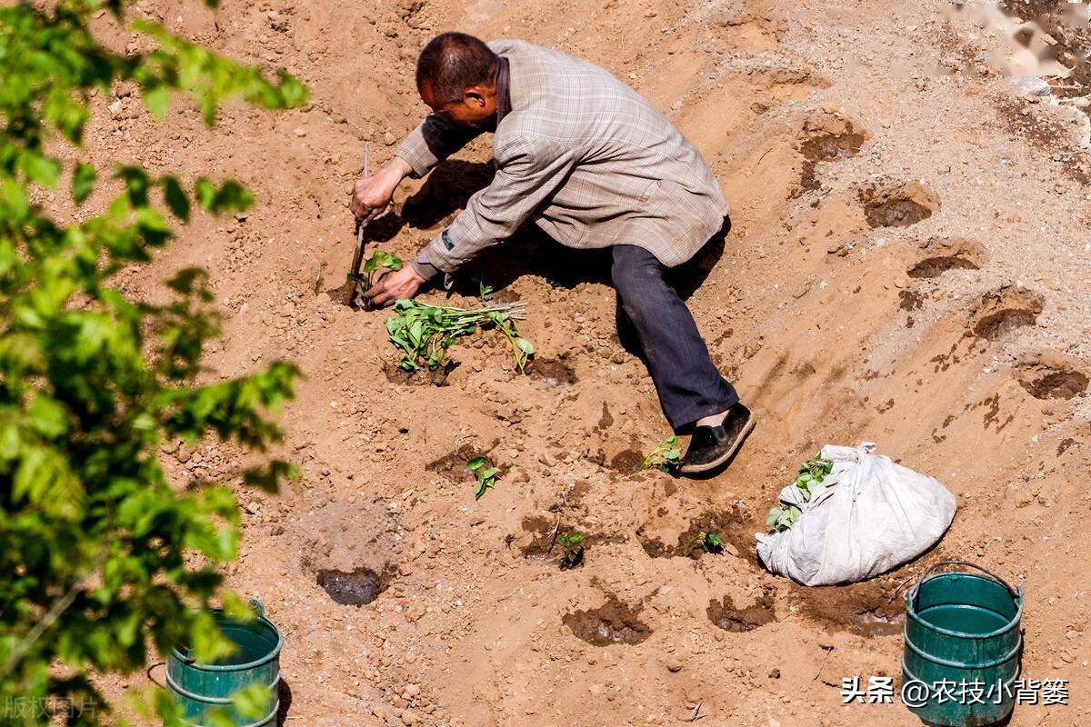 红薯栽培是斜插好还是平栽产量高,红薯藤育苗视频