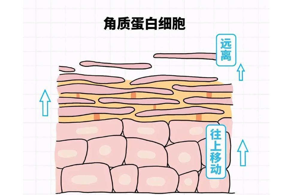 指甲上有五种疾病征兆,小指甲竖纹是身上哪个部位有疾病