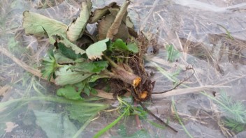 草莓浇水多了烂根怎么样补救,草莓烂根修剪好可以晒一下根吗