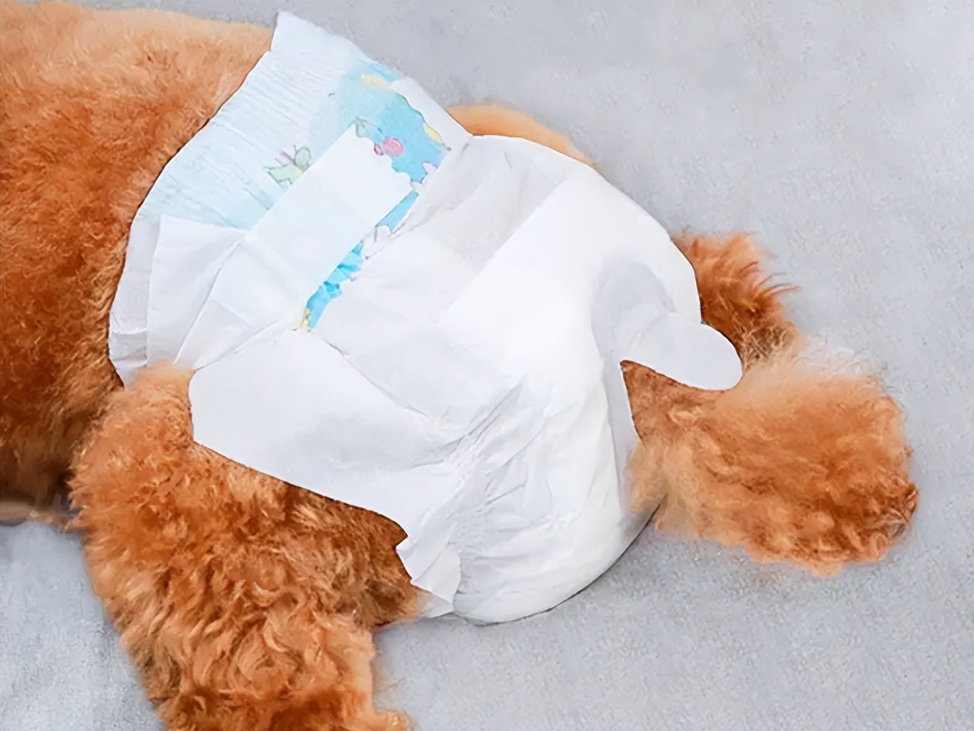 狗狗姨妈期间可以不用生理裤吗,狗狗穿生理裤好还是纸尿裤好