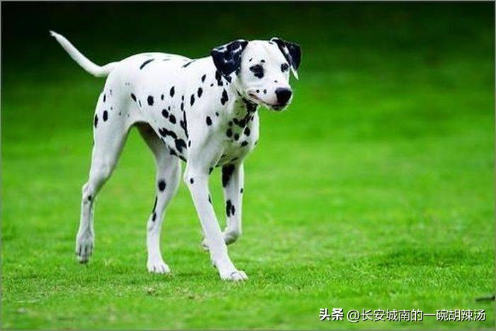 世界名犬大赛全程视频,西藏有哪些世界名犬